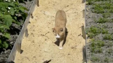Kırmızı bir kedi yavrusu bahçedeki yatakların arasında yol boyunca yürüyor. Açık hava hayvanı..