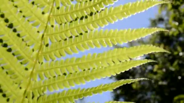 Una hoja de helecho balancea en el viento contra el cielo y el sol. Los rayos del sol penetran en la hoja de helecho tallada. — Vídeo de stock