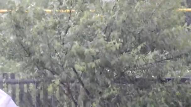 Erős felhőszakadás az utcán. Az eső hangja. A szél megrázza a fákat és a bokrokat egy esős napon.. — Stock videók