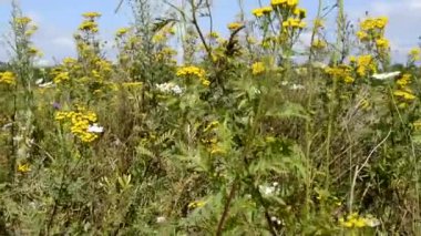 Mavi gökyüzüne karşı çayır çiçekleri. Çeşit çeşit otlarla dolu bir çiçek tarlası. Rüzgâr tarladaki çiçek çalılarını ve otları sallıyor..