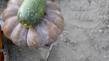 Kabak ve kabak, en iyi manzara. Bahçede sonbahar hasadı. Bir sepetin içinde taze taze sebzeler toplandı..