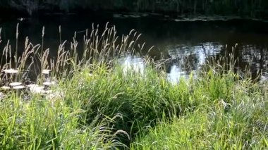 Riverside 'da Güneşli bir günde, küçük bir nehrin kıyısında çim biçer.