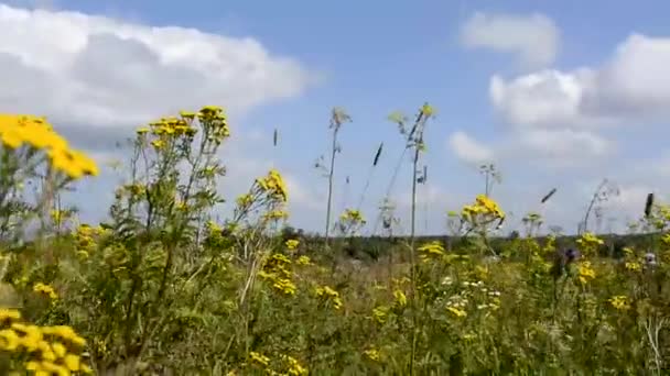 野の花。開花草原。オープンエアの花や草の中をカメラが動きます. — ストック動画