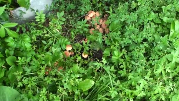 Champignons champignons. Un bouquet d'opyat dans l'herbe épaisse de la forêt. — Video