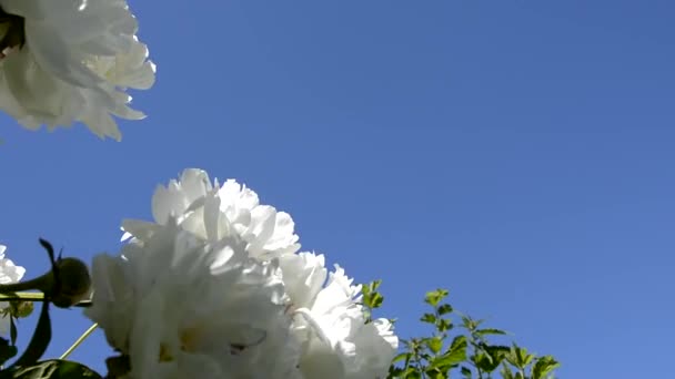 牡丹は空に近づいています。牡丹の花のクローズアップ風に揺れる。庭の開花低木. — ストック動画