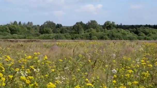 Panorama de un prado floreciente. Flores silvestres en el otoño. — Vídeo de stock