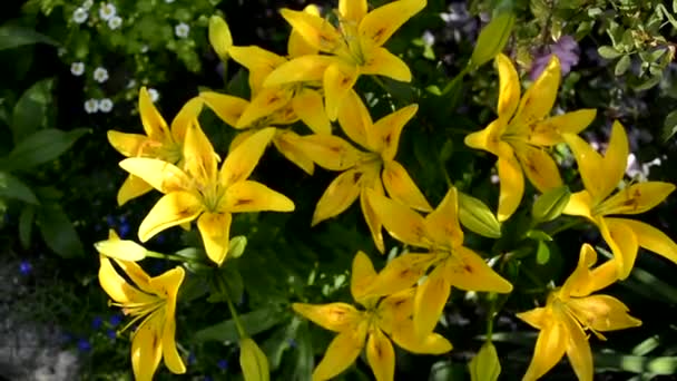 リリー。黄色いユリの低木は庭の花壇で成長します。景観デザインのための美しい開花低木. — ストック動画