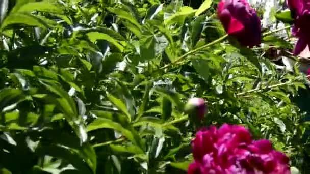 Piwonie z bliska. Krzewy kwitnące w kwietniku w ogrodzie. Kamera omija kwiat Bush. — Wideo stockowe