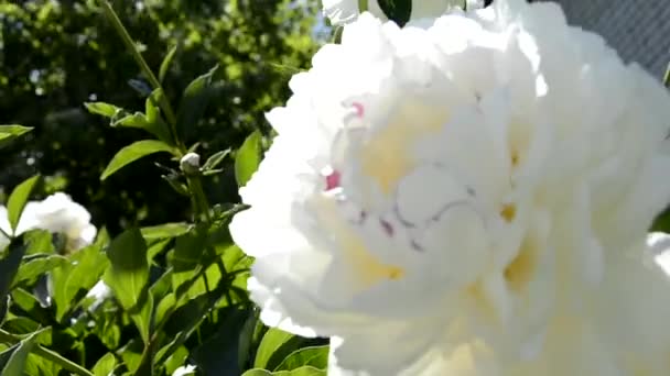 Pioner. Pion blomma närbild svänger i vinden. Blommande buskar i trädgården. — Stockvideo