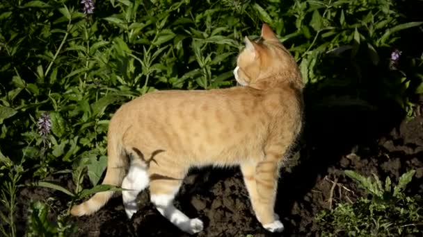 Gato rojo. El dueño llama a su mascota. Hay sonido. Un gatito camina en el jardín cerca de la casa. — Vídeos de Stock