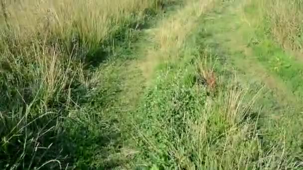 Kameran rör sig längs en stig nära floden Bank. En gräsbevuxen väg. — Stockvideo