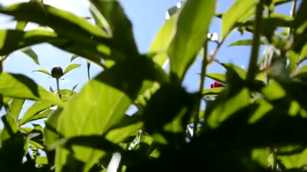 Promienie słoneczne przenikają przez krzewy kwiatami. Maroon piwonie rosną w klombie w ogrodzie. Piwonie zbliżają się do nieba. — Wideo stockowe