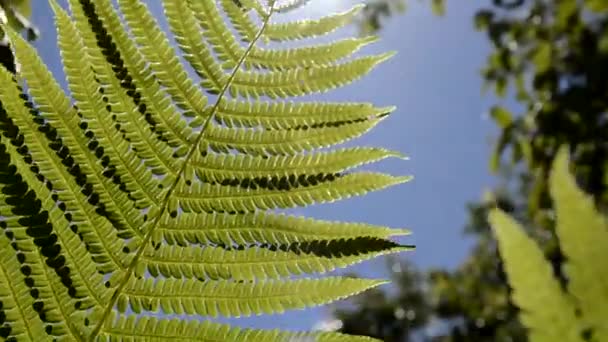 Los rayos del sol penetran en la hoja de helecho tallada. Hoja verde contra un cielo azul. — Vídeos de Stock