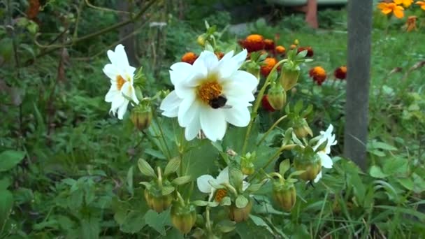 Weiße Dahlien wachsen in einem Blumenbeet im Garten. Die Biene bestäubt die Blüten eines schönen Strauches. — Stockvideo