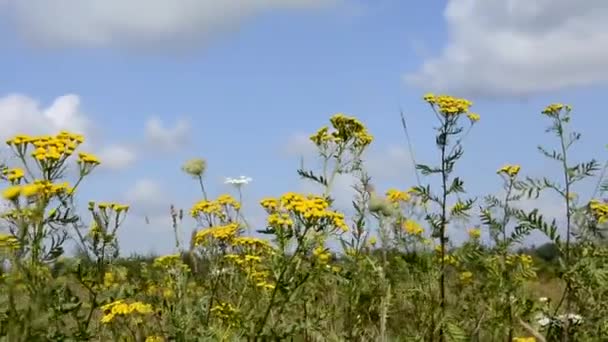 Wilde bloemen tegen een blauwe lucht. Bloeiende weide. De wind schudt de bloemenstruiken en het gras in het veld. — Stockvideo