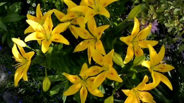 Gele Lelie struik groeit in een bloembed in de tuin. Mooie bloeiende struiken voor landschapsontwerp. — Stockvideo