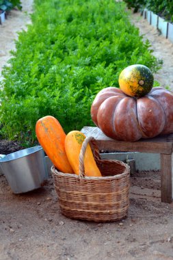 Balkabağı ve kabak bir sepetin içinde arka planda bir bahçe yatağında. Sonbaharda hasat.