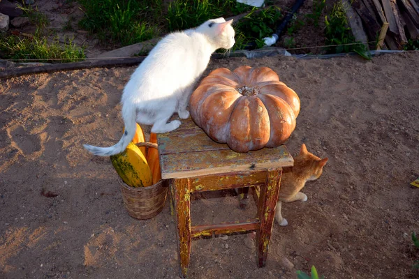 Domácí Kočky Zeleniny Stoličce Leží Velká Dýně Sklizeň — Stock fotografie