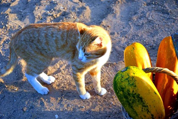 Hasat et. Kırmızı bir kedi kabak, kabak ve kavun sepetinin yanında duruyor..
