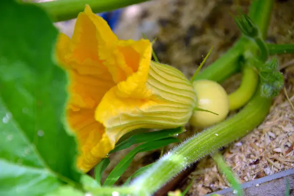 Büyük Bir Balkabağının Enfeksiyonu Çiçek Açma Döneminde Sebzeler — Stok fotoğraf