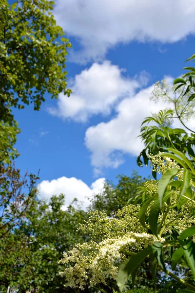 Naturalne Tło Gałąź Liśćmi Tle Błękitnego Nieba Białych Chmur — Zdjęcie stockowe