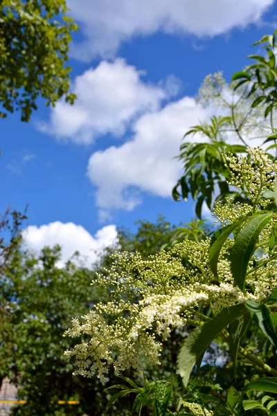 Fondo Natural Una Rama Con Hojas Inflorescencias Blancas Contra Cielo —  Fotos de Stock