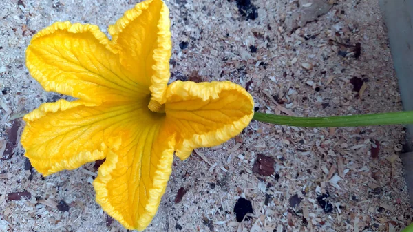 Pumpkin Blooms Yellow Pumpkin Flower Close — Stock Photo, Image