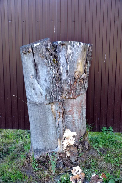 Stump Cayó Árbol Seco Cerca Valla — Foto de Stock