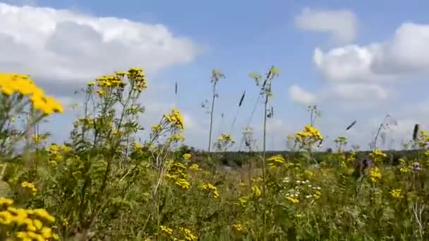 Fältblommor. Blommande äng. Kameran rör sig genom blommor och gräs i det fria. — Stockvideo