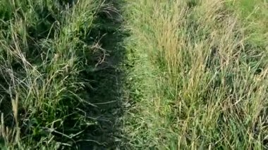 Bir adam nehir kıyısında bir patika boyunca yürür. Otlak bir yol.