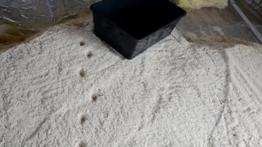 Bir yığın talaş ve inşaat havzası. Talaşın yüzeyinde kedi pençesi izleri var..