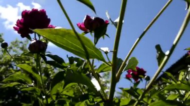 Georgen. Kamera çiçek açan çalıların arasından geçer güneşe doğru..