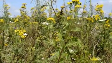 Mavi gökyüzüne karşı çayır çiçekleri. Çeşit çeşit otlarla dolu bir çiçek tarlası. Rüzgâr tarladaki çiçek çalılarını ve otları sallıyor..