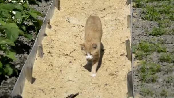 一只红猫在花园的床与床之间的沟里散步。户外宠物. — 图库视频影像
