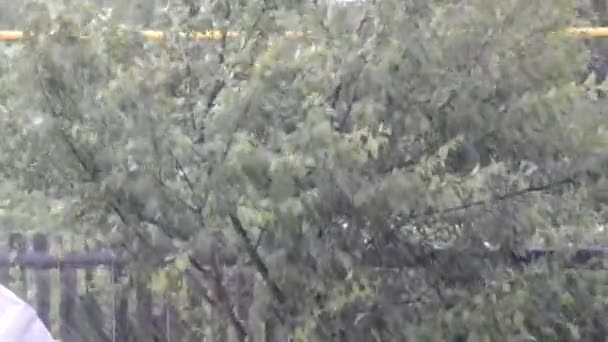 Ciężka ulewa na ulicy. Dźwięk deszczu. Wiatr trzęsie drzewami i krzewami w deszczowy dzień. — Wideo stockowe