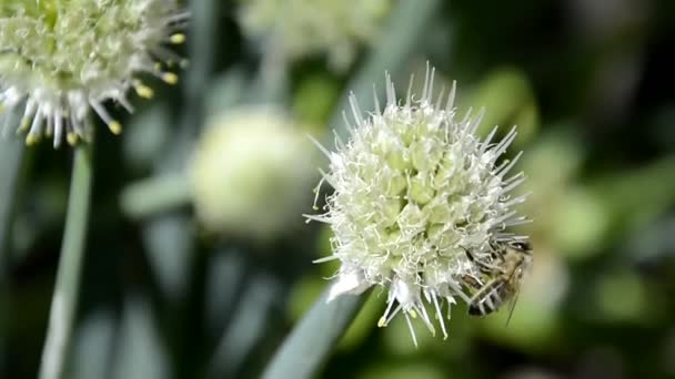 Inflorescencias de cebollas durante el primer plano de floración. Verduras en el jardín en el otoño. La abeja recoge néctar de las flores. — Vídeos de Stock