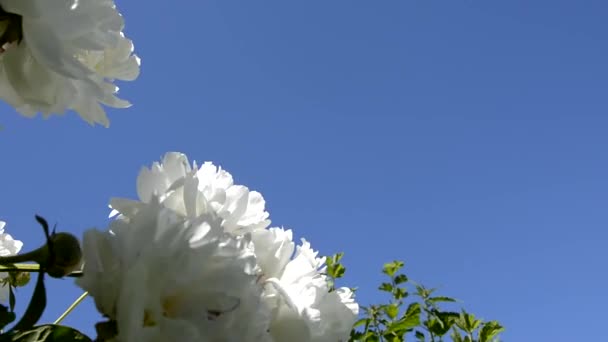 Pioner närbild mot himlen. Pion blomma närbild svänger i vinden. Blommande buskar i trädgården. — Stockvideo