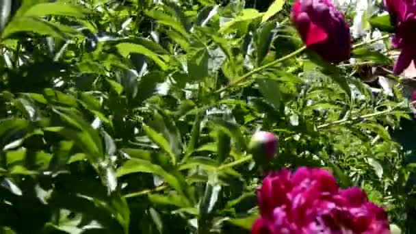 Pivoňky zblízka. Kvetoucí keře v záhonu květin v zahradě. Kamera obchází květinu Bush. — Stock video