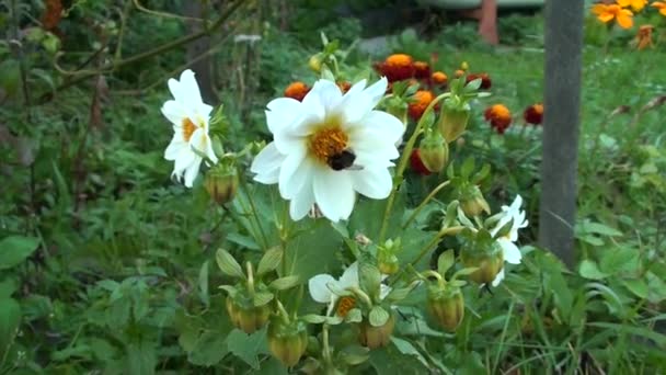 Le dalie bianche crescono in un'aiuola in giardino. L'ape impollina i fiori di un bellissimo arbusto. — Video Stock