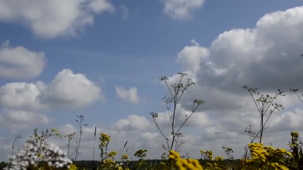 Wiatr wstrząsa kwiatami i trawą na łące. Wieczorem dzikie kwiaty. Białe chmury na błękitne niebo. — Wideo stockowe