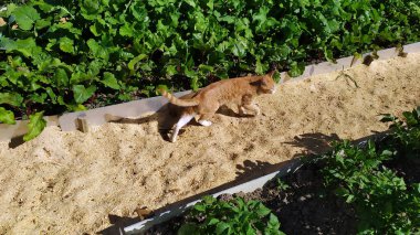 Bahçedeki yatakların arasında kırmızı bir kedi yürüyor..