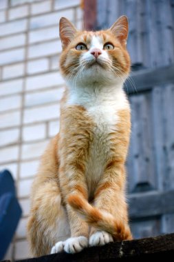 Kedi yakın plan, taban manzaralı. Açık bir sokakta yerli kızıl saçlı bir hayvan yürüyor..