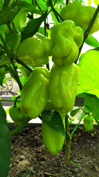 Primer Plano Pimienta Búlgara Frutos Maduros Del Pimiento Que Crecen — Foto de Stock