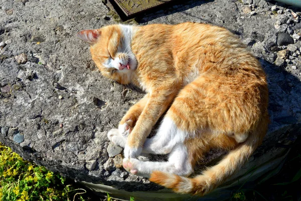 Červená Kočka Koupe Slunci Vyplazeným Jazykem Domácí Mazlíček Kráčí Blízkosti — Stock fotografie