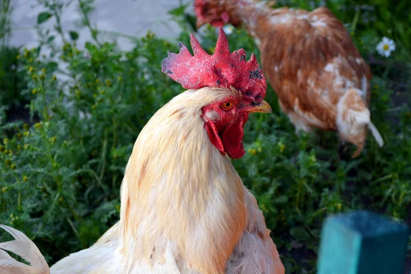 Penis yakın plan. Bahçede çimlerin arasında yürüyen beyaz kümes hayvanları..