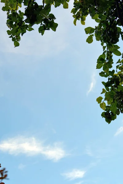 Zielony Gęsty Listowie Przeciw Błękitny Niebo Biały Chmura Naturalne Tło — Zdjęcie stockowe