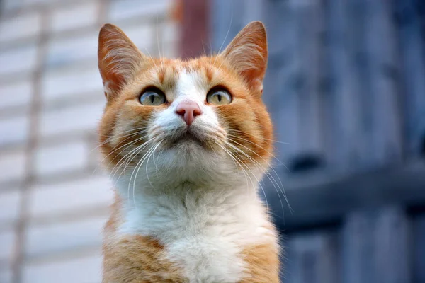 Muzzle Red Tabby Cat Close Beautiful Furry Pet — Stock Photo, Image