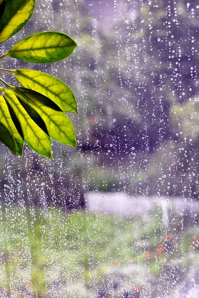 Raindrops fall from the window pane. It's raining outside. Rainy autumn day. The sun shines through the leaves of a houseplant.