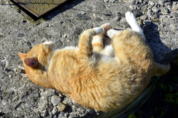 Gato Vermelho Banhar Sol Animal Estimação Anda Perto Casa Dia — Fotografia de Stock