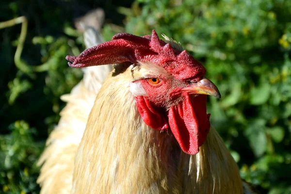 Horoz kafası yana doğru yakın plan. Bahçede çimlerin arasında yürüyen beyaz kümes hayvanları..